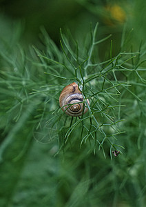 植物上的蜗牛背景图片