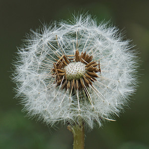 种子矢量蒲公英花背景