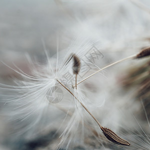 花生种子图片