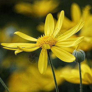 黄花背景图片