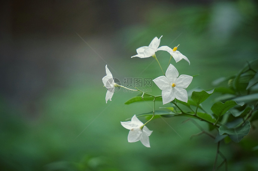 白花图片