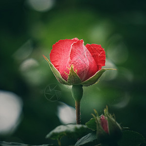 红玫瑰花背景图片