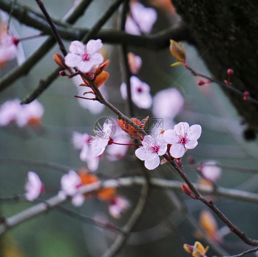 粉红花图片