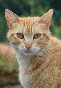 编辑猫素材猫肖像背景