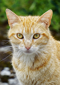 编辑猫素材猫肖像背景