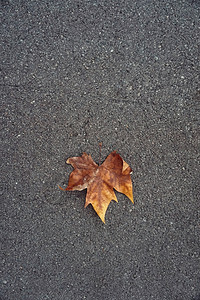 地上的叶背景图片