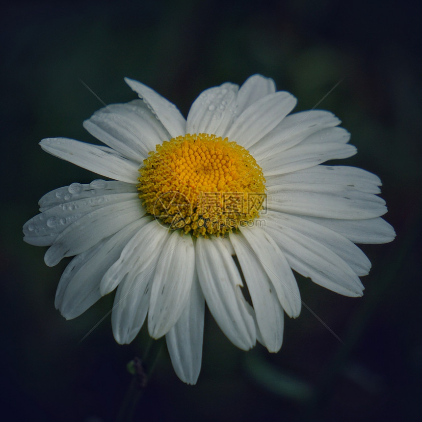 菊花图片