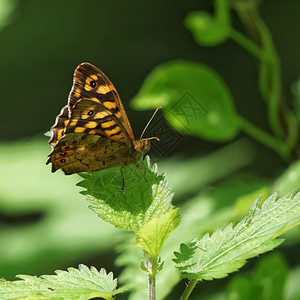 植物上的蝴蝶背景图片
