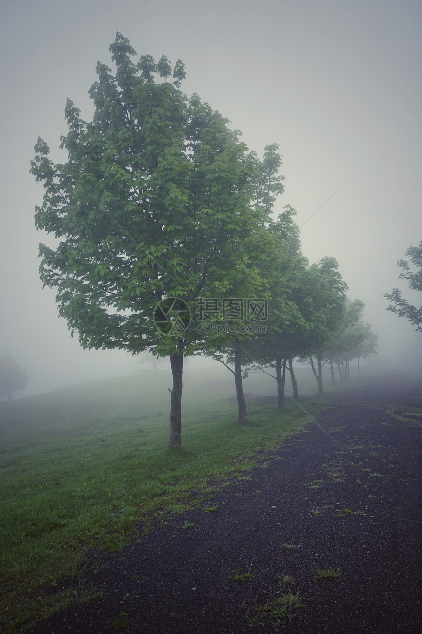 有雾的树木图片