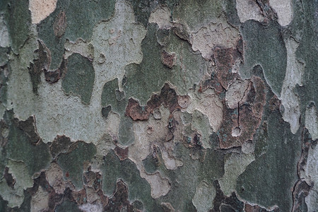 树干纹理图片