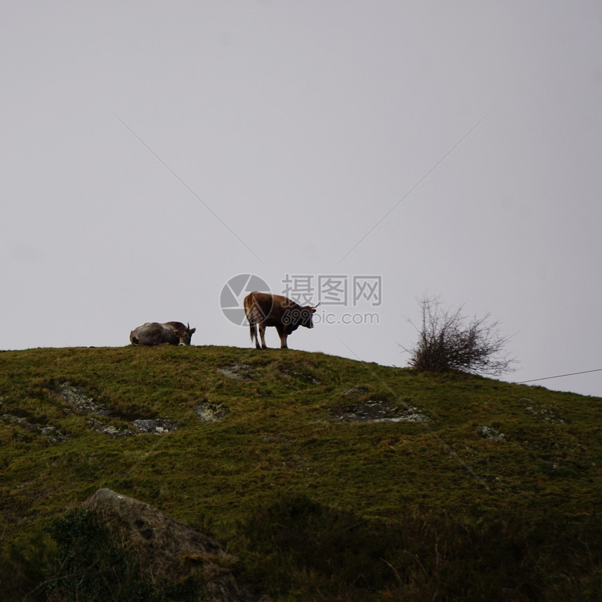 山中的棕牛图片