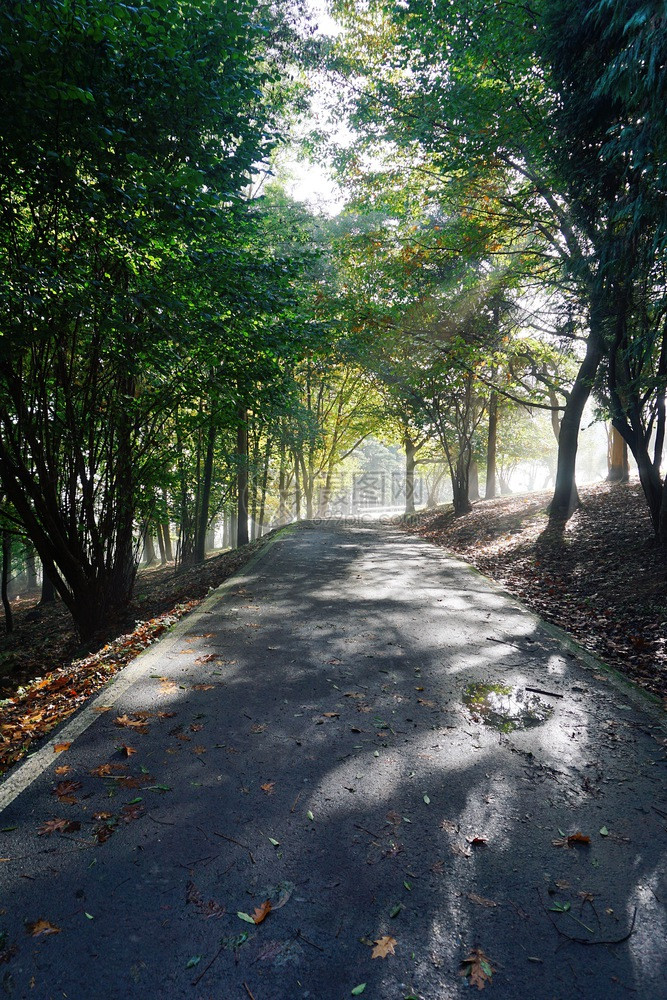 阳光明媚的山中道路图片