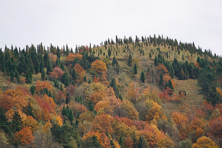 山里的树木背景图片