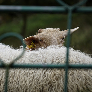 农场里的羊图片