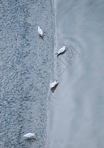海水中的鸥背景图片