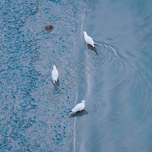 湖中海鸥背景图片