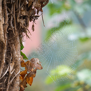 围篱中的蜘蛛网图片