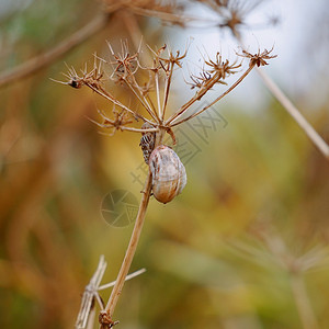 植物上的蜗牛背景图片