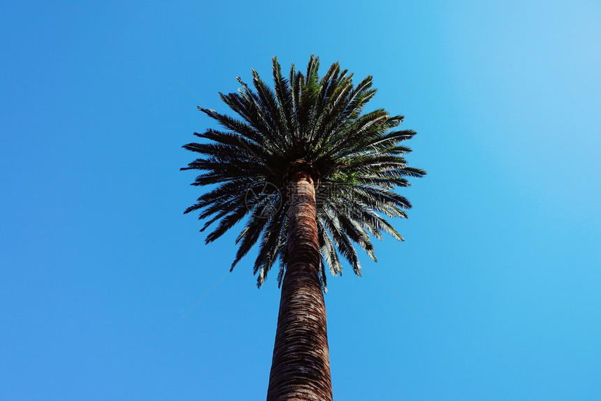 蓝的天空和棕榈树图片
