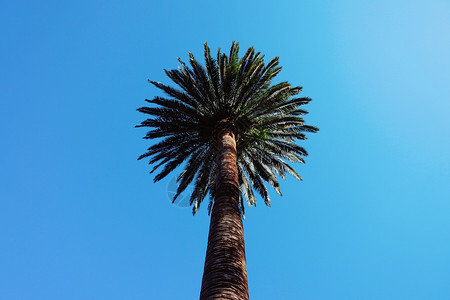 蓝的天空和棕榈树图片