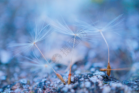 种子矢量蒲公英花背景