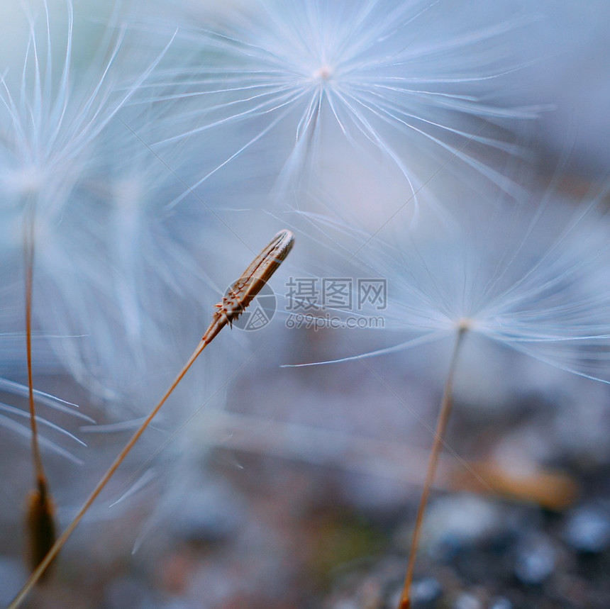 蒲公英花图片