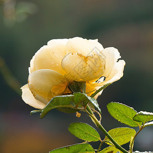 黄玫瑰花朵背景图片