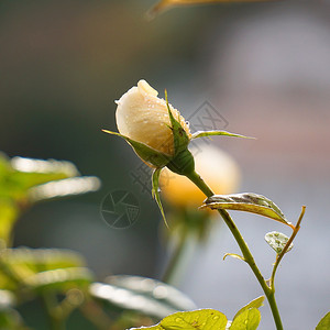 黄玫瑰花朵图片