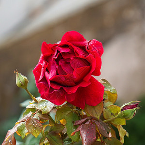 红玫瑰花图片