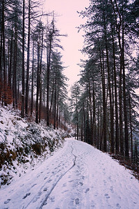 冬天森林里的树木和雪图片