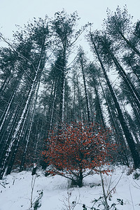 冬天森林中下雪的树木背景图片