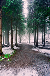 冬季森林中下雪的树木背景图片