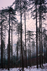 冬天森林里的树木和雪背景图片