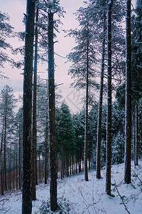 冬季森林中下雪的树木图片