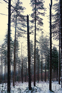 冬季森林中下雪的树木背景图片