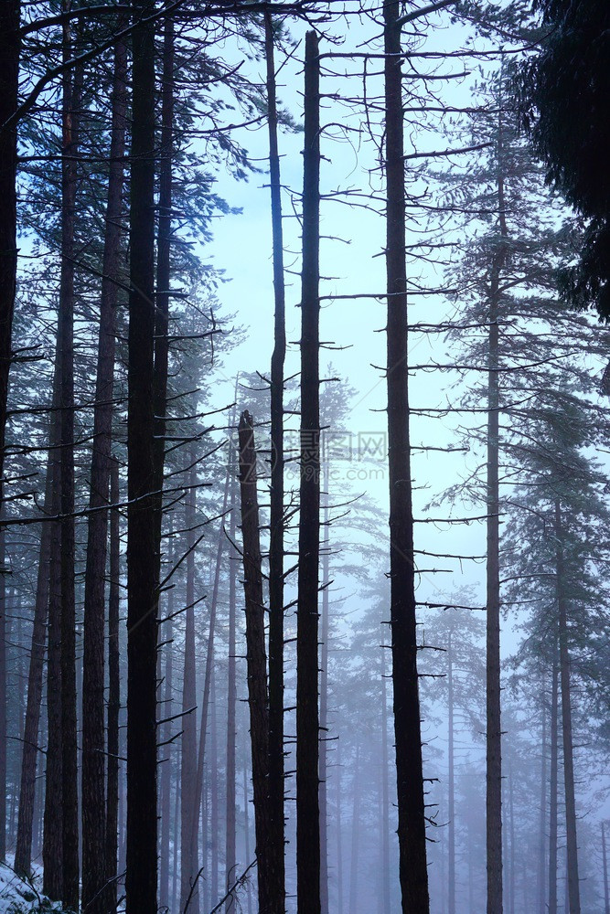 冬季森林中下雪的树木图片