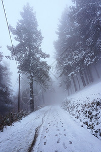 冬季森林中下雪的公路和树木背景图片