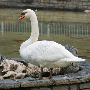 鸭子矢量在湖边公园的白天鹅背景