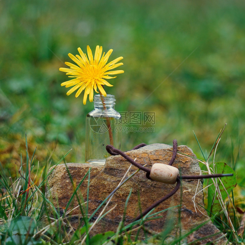 花园中的黄自然图片