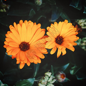 在大自然的花园里浪漫橙色花朵背景图片