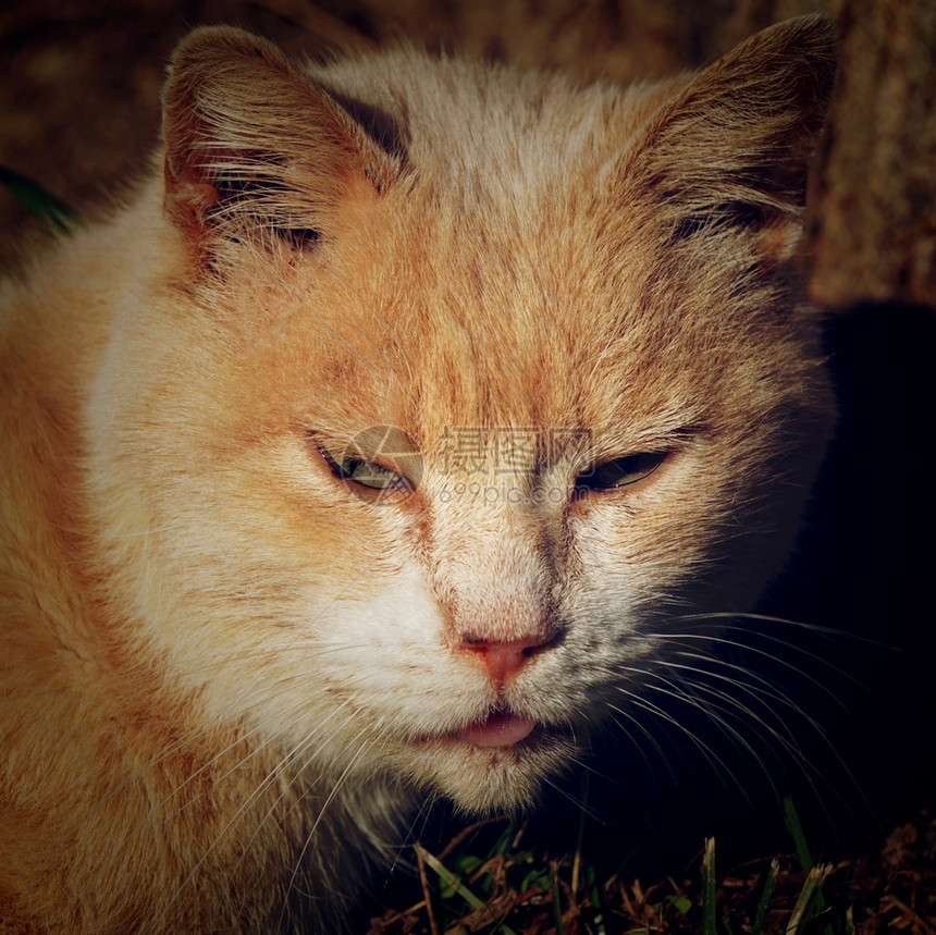 可爱的棕猫咪肖像图片