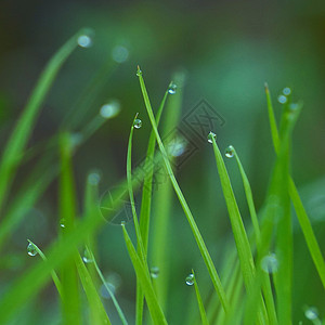 花园绿草上的滴背景图片