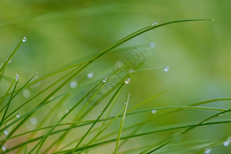 花园绿草上的滴背景图片