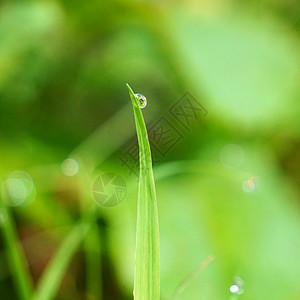 雨矢量绿草上滴背景