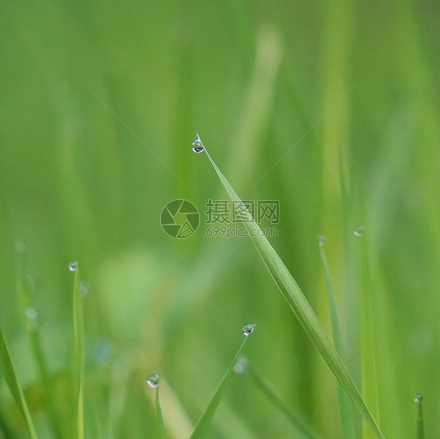 绿草上有雨滴图片
