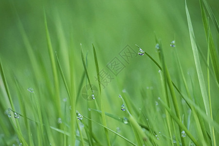 草矢量园里的绿草上有雨滴背景