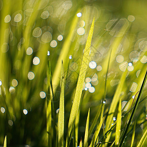 草丛中的雨滴背景图片