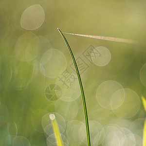 园中绿草上的雨滴背景图片