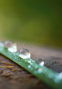 园中绿草上的雨滴背景图片