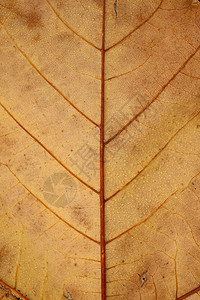 自然界中的棕树叶背景图片